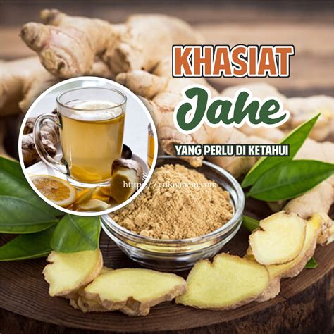 Manfaat daun seledri sangat banyak bagi pria. Khasiat Jahe Yang Perlu Anda Ketahui, Jahe Juga Dapat ...