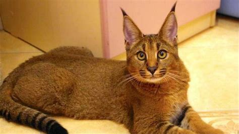 Caracat el gato con aspecto de lince Gato Bengalí Lepardland