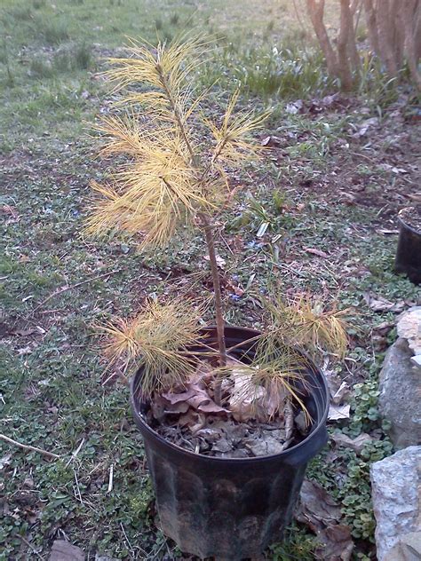 How To Grow White Pine Trees From Seed
