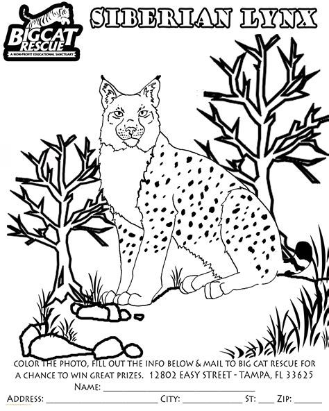 Lynx Coloring Page At Free Printable Colorings Pages
