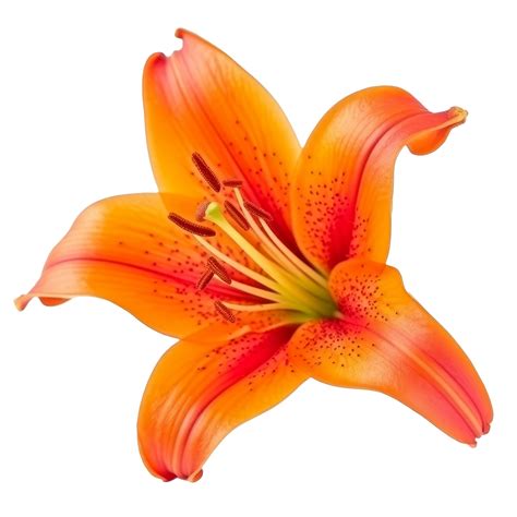 Orange Lilly Flower Isolated Ai Generative Png