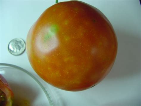 Tomato Fruit With Internal White Specks Plantdoc