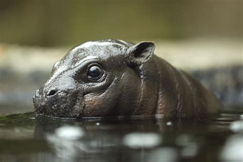 San Diego Zoos Baby Pygmy Hippo Makes Splashy Debut Los Angeles Times