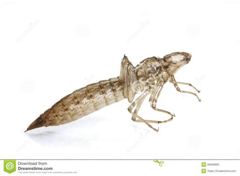 Putida clinical strains on an insect model: Dragonfly Larval Skin Stock Photo - Image: 28469900
