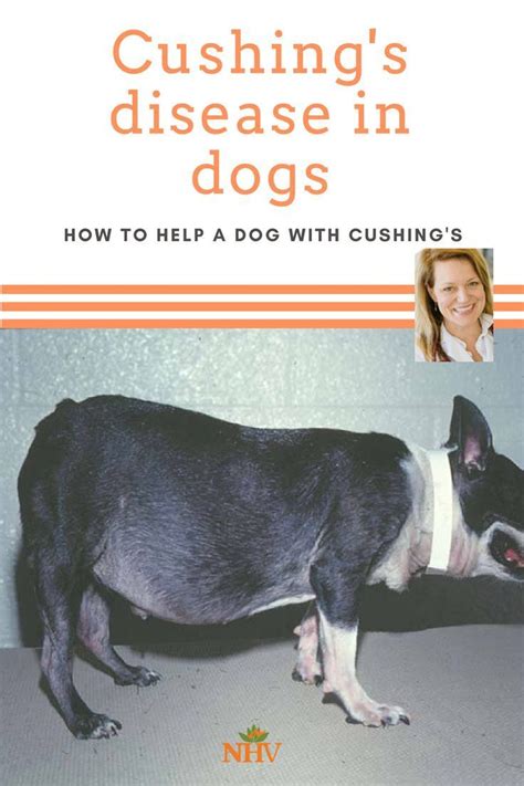 How To Help A Dog With Cushings Disease Dr Hillary Cook Has Some