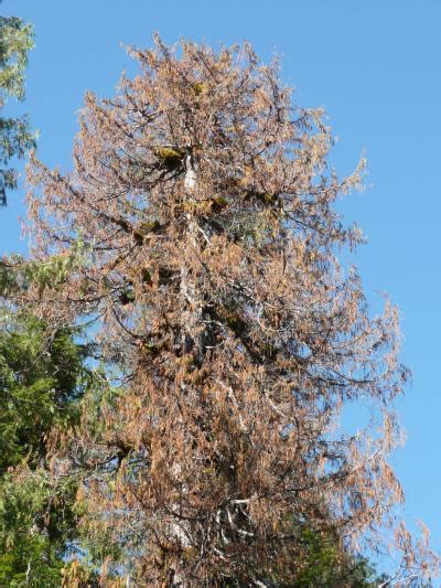 Yellow Cedar Are Dying In Alaska Scientists Now Know Why E Science