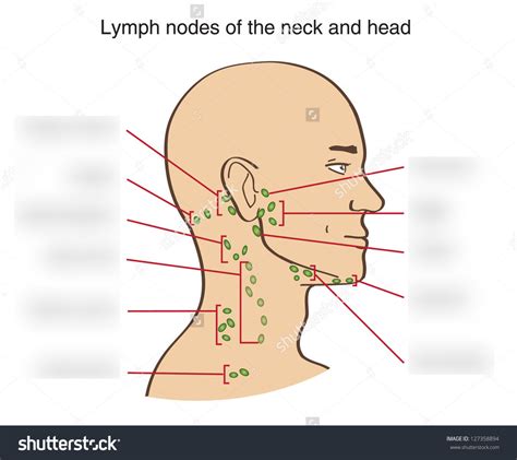 Lymph Nodes In Head And Neck Slideshare