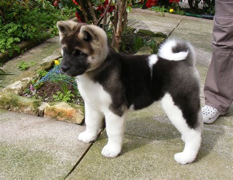 Akita Puppies For Sale Pets4homes Akita Puppies Akita Dog Cute