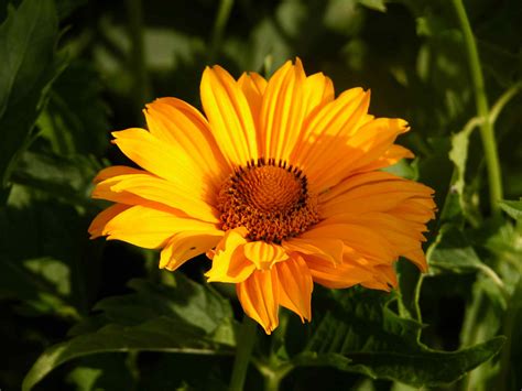 In addition to roses, many types of flowers are red, including some sunflowers. 13 Recommmended Plants With Daisy-Like Flowers