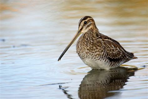 Common Snipe Snipe Conservation Alliance
