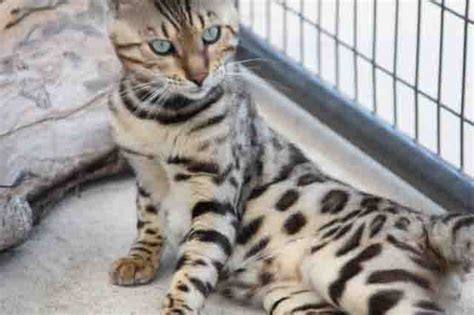Spotagious Bengals South Texas Breeder Of Bengal Cats Kittens For