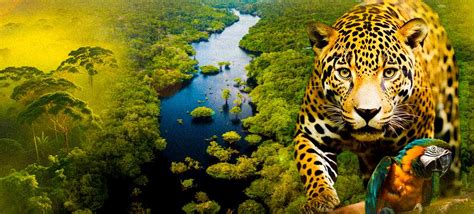 Características Da Floresta Amazônica E A Importância Do Bioma