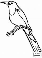Jay Blue Coloring Pages Drawing Color Birds Getdrawings Supercoloring sketch template
