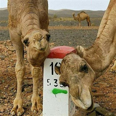 Amazing Camels Animals Zoology Camels