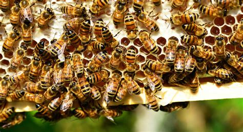 7 Tips For Keeping Happy And Healthy Bees Miller Manufacturing