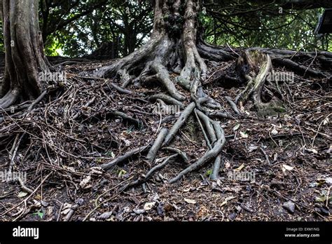 Creepy Roots Hi Res Stock Photography And Images Alamy