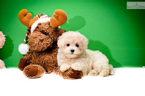 Available maltipoo puppies for sale. Malti Poo - Maltipoo puppy for sale near Columbus, Ohio | 683af9d9-9db1