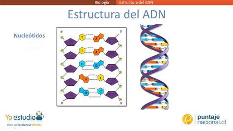 ADN Y ARN Mind Map