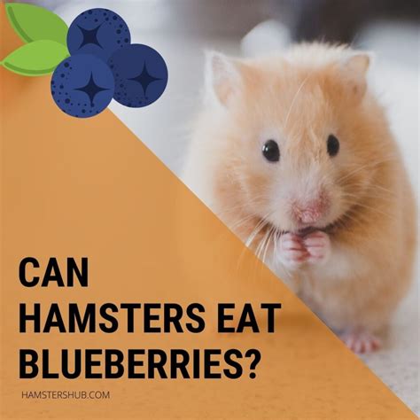 Can Hamsters Eat Blueberries Learn How To Serve Hamstershub