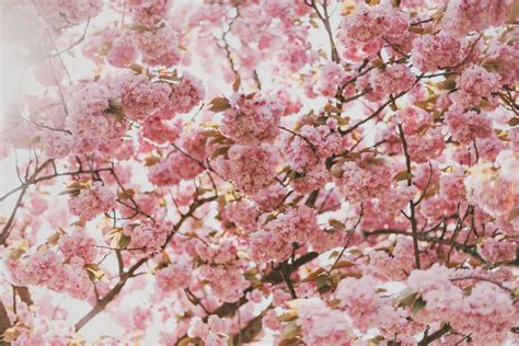 Wallpaper Nature Plants Branch Cherry Blossom Pink Spring Tree
