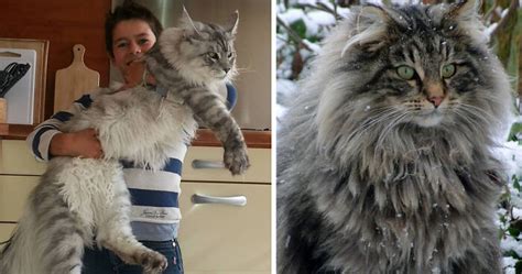 World Record Maine Coon Cat