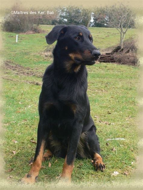 It is a cousin of the briard, and before the french. Chiot beauceron morbihan