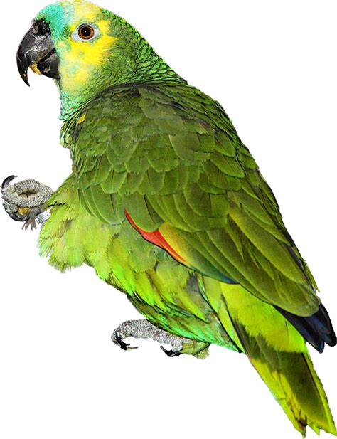 Parrot Png By Makiskan On Deviantart