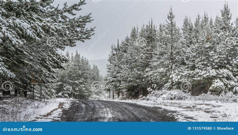 A Snowy Wintry Day A Gravel Road Winding Through Plantation Pine
