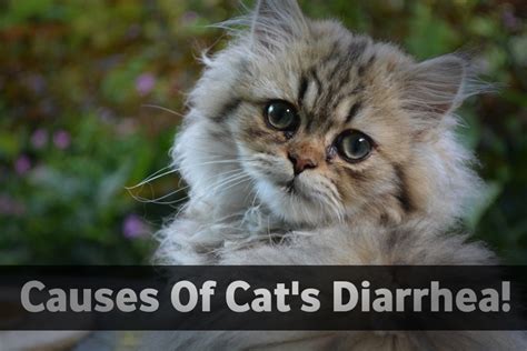 What Causes Cat Diarrhea What Are The Different Kinds Of Cats Diarrhea