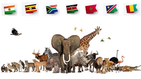 National Animals Every Country In Africa Youtube