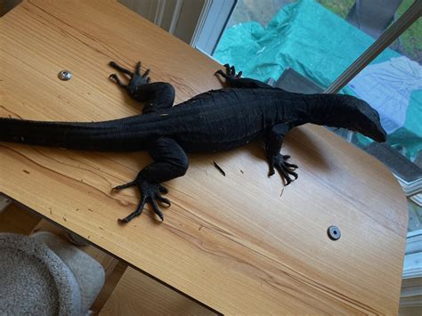 Sold 1y Old Male Black Dragon Water Monitor Faunaclassifieds