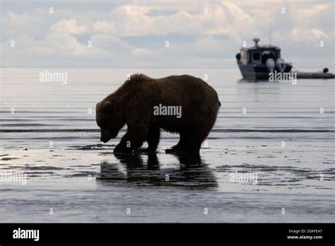Silhouette Of Large Coastal Brown Bear Hunting For Clams On The Mud