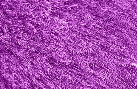 Fur Texture Free Photo Download Freeimages