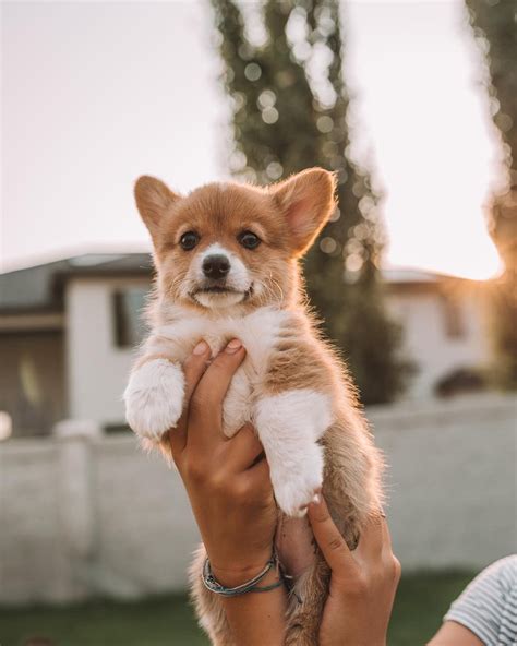 Bringing a new puppy home? Rosie on Instagram: "First weekend at my new home 🐶 ️" # ...