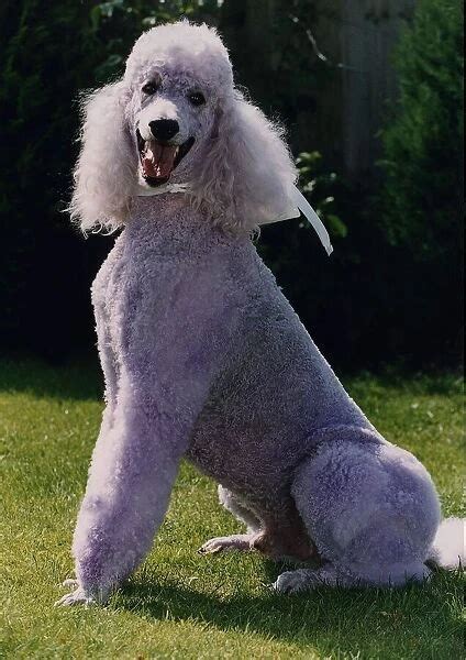 Purple Poodle Sits In Garden Circa 1995 Available As Framed Prints