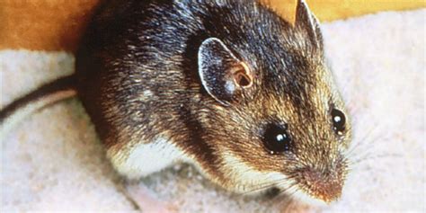 Deer Mouse A Dangerous Disease Spreading Rodent Croach