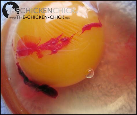 The Chicken Chick® Facts And Myths About Fertile Eggs