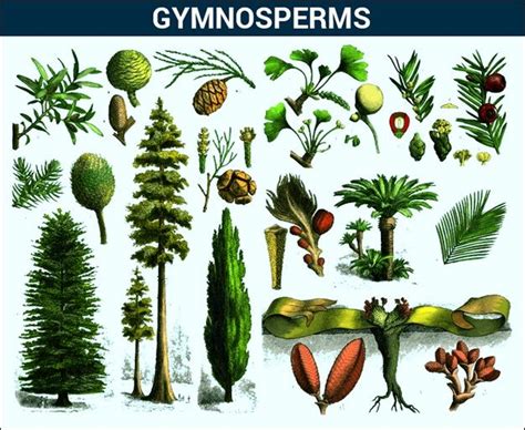 Gymnosperms Introductioncharacteristics And Its Classification