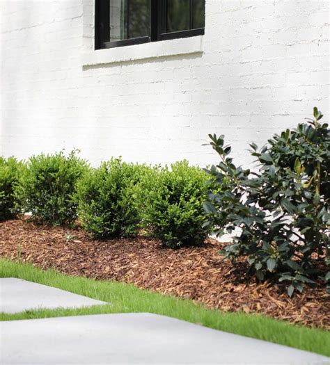 Choosing The Right Boxwood Shrub For Your Landscaping Plank And Pillow