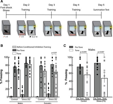 Stress And Sex Dependent Effects On Conditioned Inhibition Of Fear