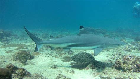 Are There Sharks In Phuket Are They Dangerous · Aussie Divers Phuket