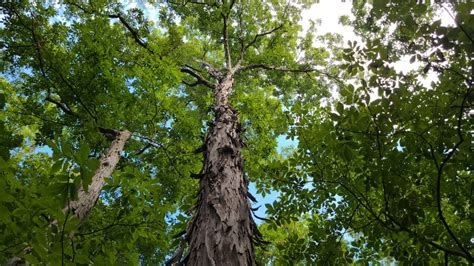 Total Guide To Shagbark Hickory Tree What You Need To Know Growit