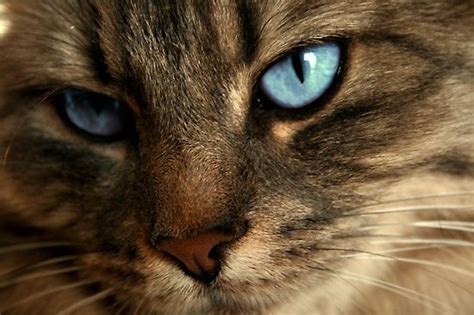 Together we are able to save, care for and adopt so many of these cats into loving homes. brown tabby cat with blue eyes - Google Search | Cat with ...