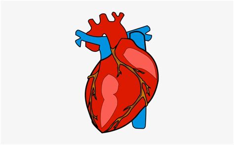 Clipart Of A Human Heart 10 Free Cliparts Download Images On