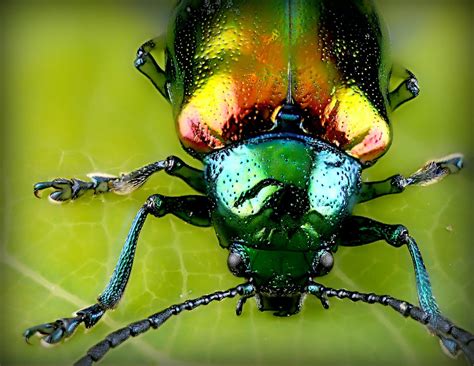 50 Types Of Beetles In North Carolina