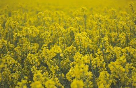 1600x1200 Resolution Yellow Rapeseed Field Flowers Field Yellow Hd