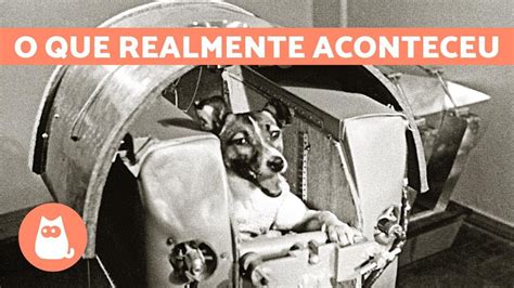 A Verdadeira História Da Cadela Laika A Cachorra Astronauta Youtube