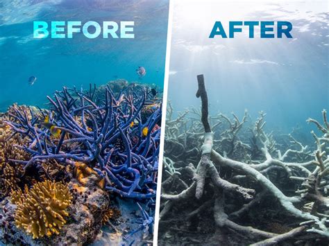 › how to grow coral minecraft. The Great Barrier Reef is Dying - The Daily Chomp