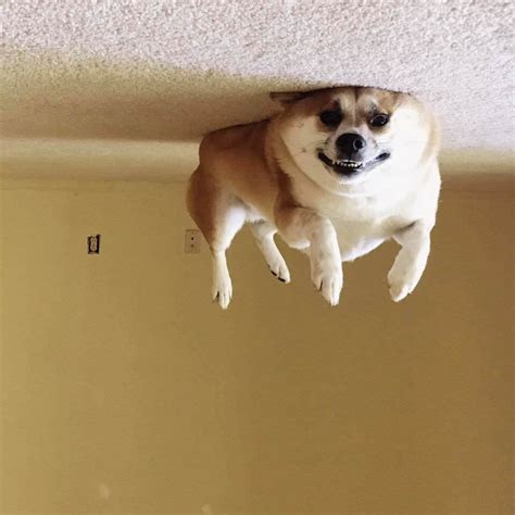 Not Meme Just A Flying Dog Rpewdiepiesubmissions