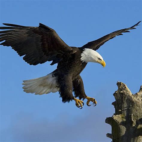 Lihat ide lainnya tentang burung rajawali, burung, kayu hanyut. 40 Lebih Foto Burung Elang Keren
